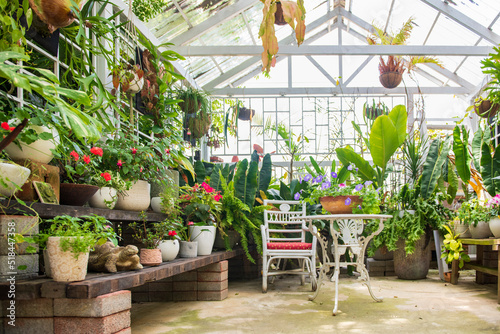 Potted plants in glasshouse with table and chair. photo