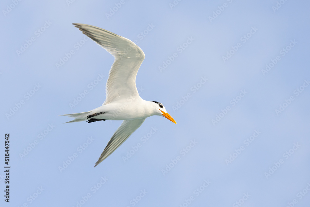 Royal tern (Thalasseus maximus) in flight against a blue sky Royal tern (Thalasseus maximus) in flight against a blue sky