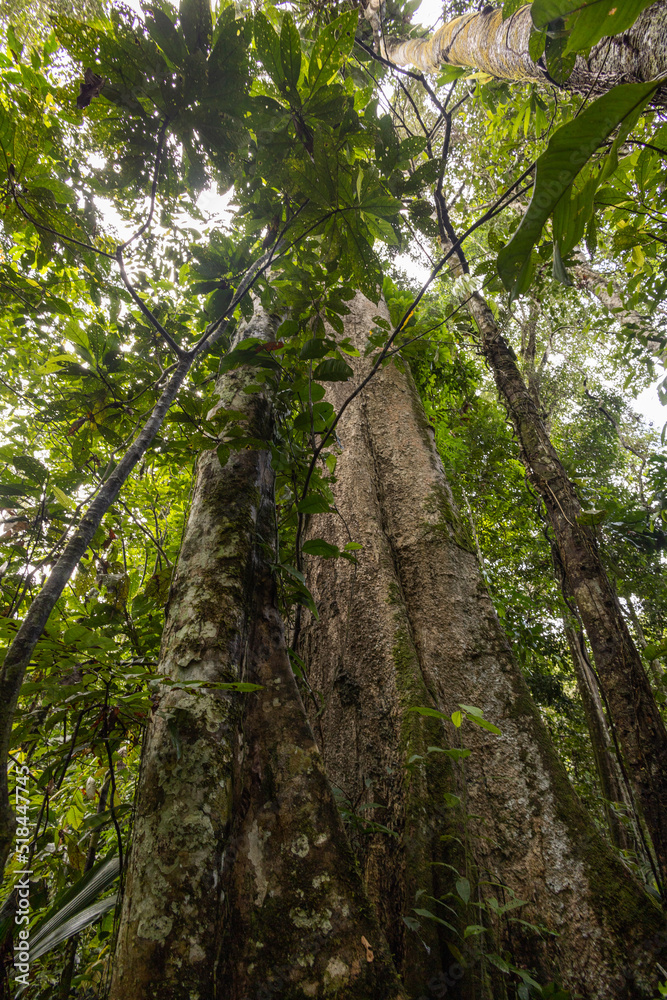 Fototapeta premium flora in a natural state, environment surrounded by trees, leaves, trunk, branches and moss on a sunny day in a jungle, nature wallpaper
