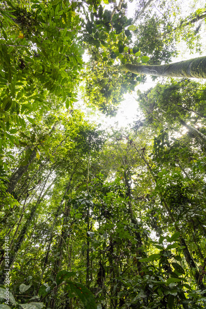 environment surrounded by trees, leaves, trunk, branches and moss on a sunny day in a jungle, outdoor nature wallpaper, jungle environment surrounded by trees, leaves, trunk, branches and moss on a sunny day in a jungle, outdoor nature wallpaper, jungle