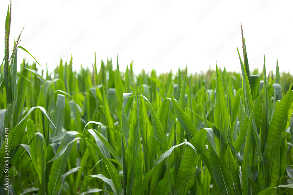 Corn seedlings are growing in summer Corn seedlings are growing in summer