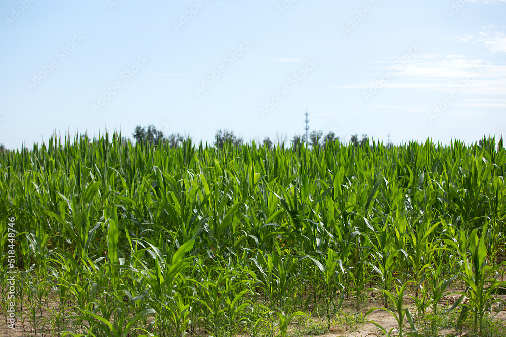 Fototapeta premium The growth of seedlings in large areas of corn