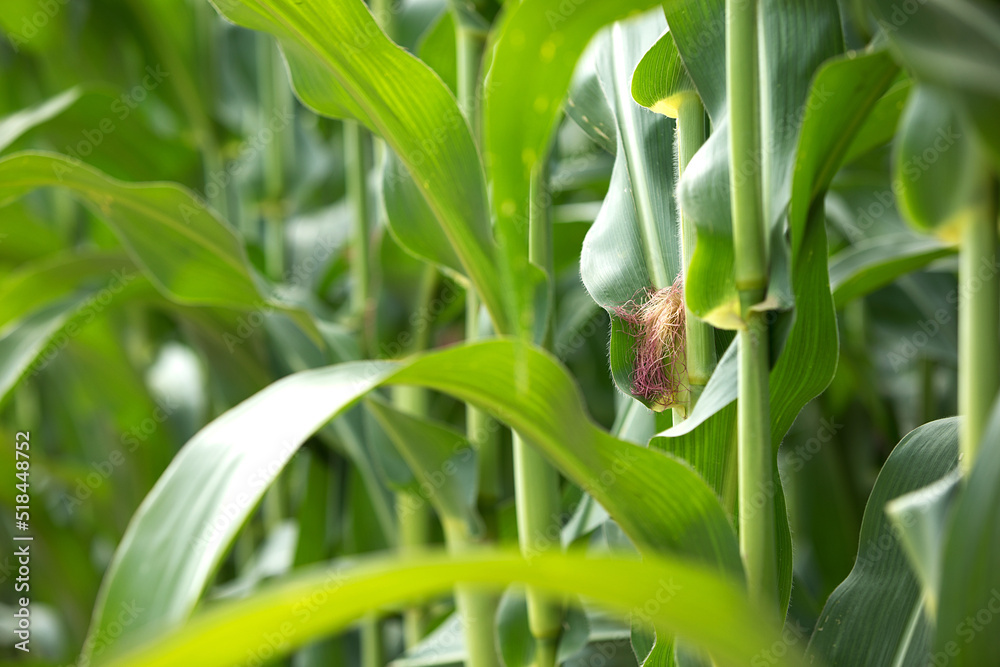 Fototapeta premium The newly formed corn cob is on the seedlings