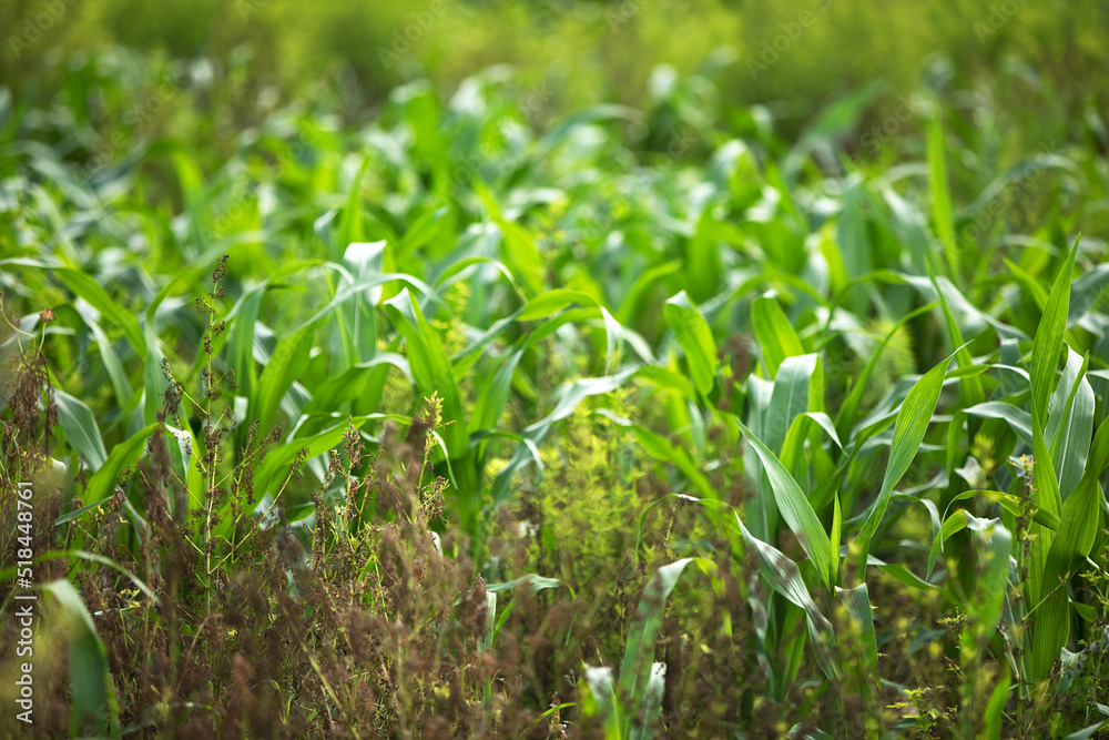 Corn seedlings and weeds flourish in farmland Corn seedlings and weeds flourish in farmland