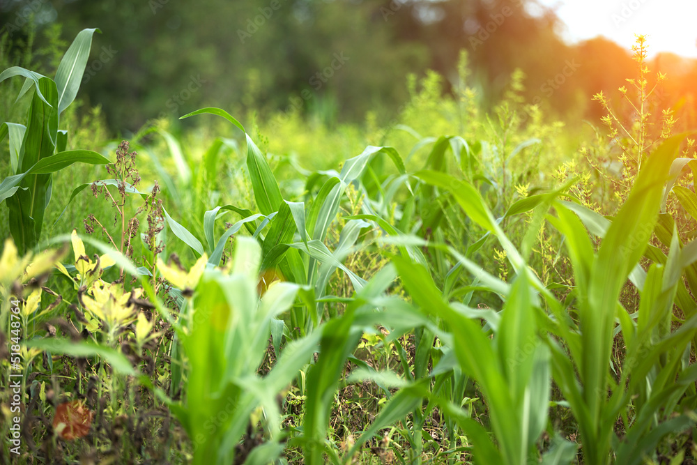 Fototapeta premium Corn seedlings and weeds flourish in farmland