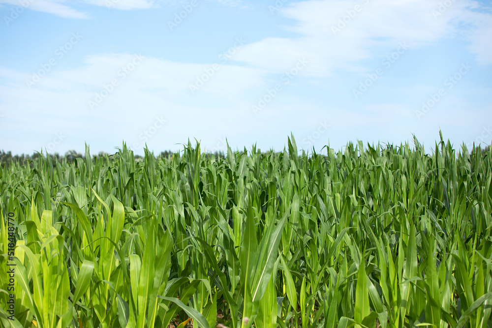 The growth of seedlings in large areas of corn The growth of seedlings in large areas of corn