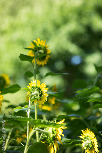 Tall sunflower plants in summer