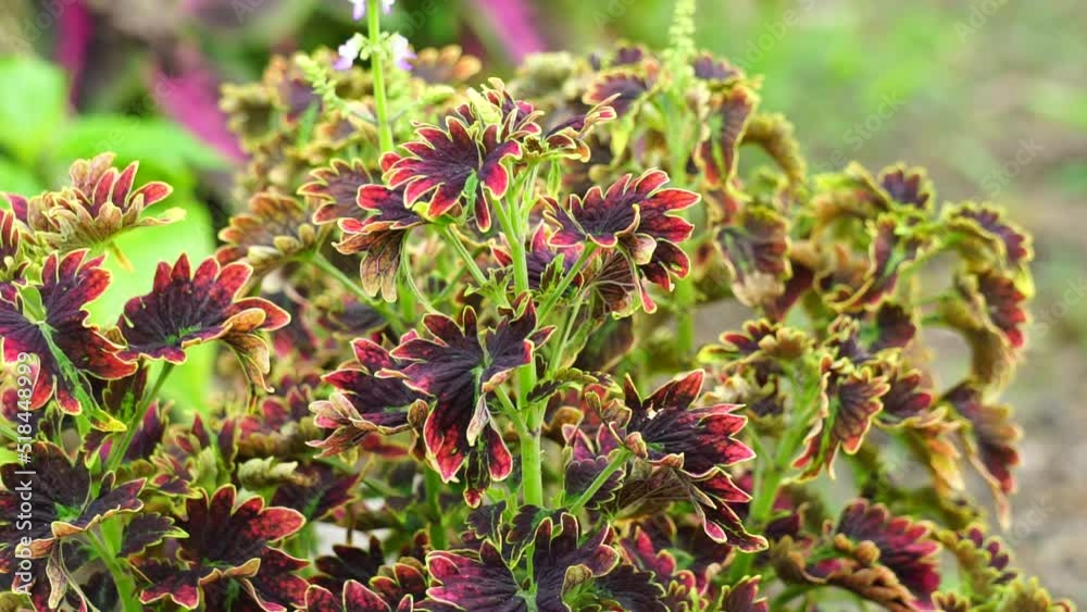 Coleus scutellarioides with a natural background Coleus scutellarioides with a natural background
