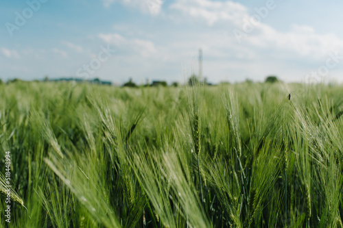 Grain crisis
