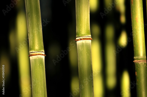 bamboo forest background