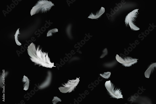 White Bird Feathers Floating in The Dark. Feathers on Black Background. 