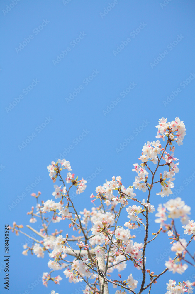 青空を背景に桜の花をクローズアップ	