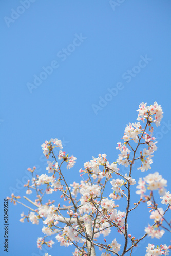 青空を背景に桜の花をクローズアップ  © 田村広充