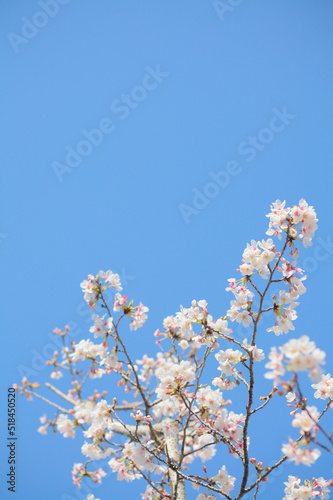 青空を背景に桜の花をクローズアップ 