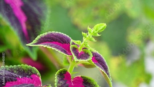 Coleus scutellarioides with a natural background photo