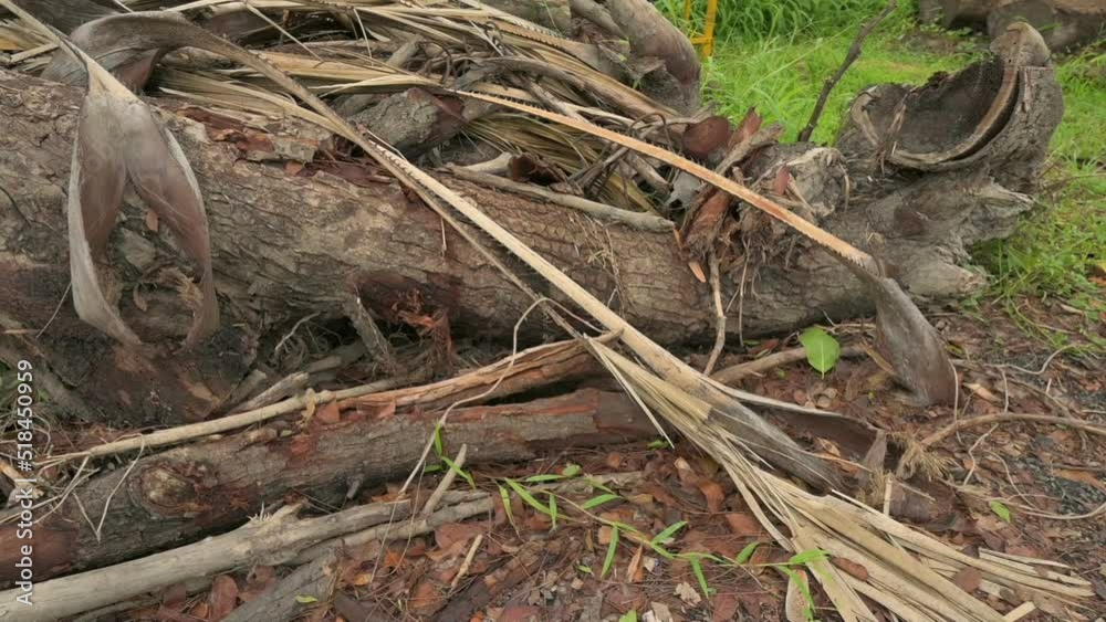 Cut wooden logs are lying, cutting trees create environmental damage. West Bengal, India. Slow motion footage of abstract wood texture. Cut wooden logs are lying, cutting trees create environmental damage. West Bengal, India. Slow motion footage of abstract wood texture.