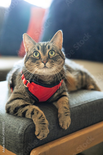 Tabby in a harness photo