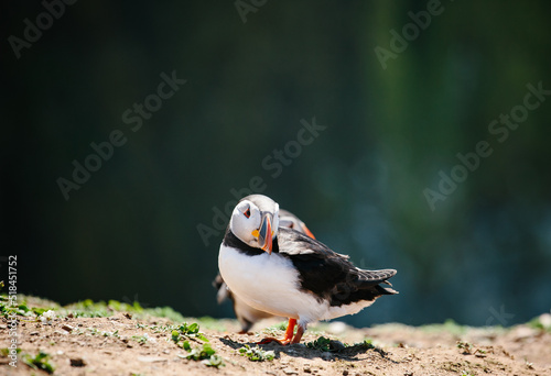 Puffins on the island of Skomer off the coast of Wset Wales photo