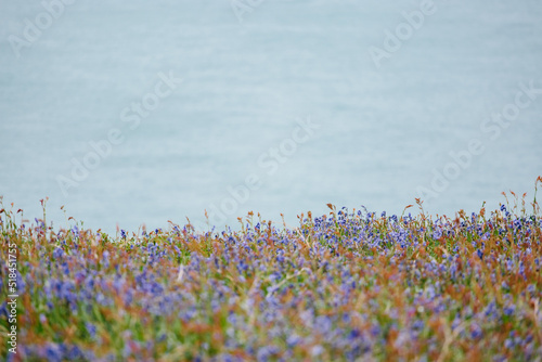 Wildflowers on the island of Skomer in Wales photo