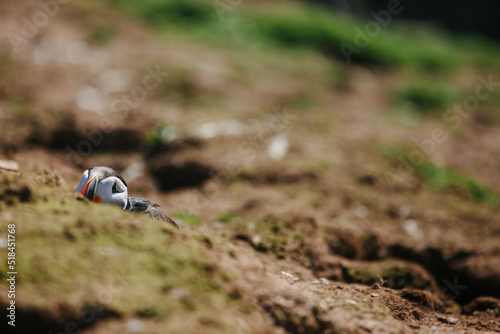 Puffins on the island of Skomer off the coast of Wset Wales photo