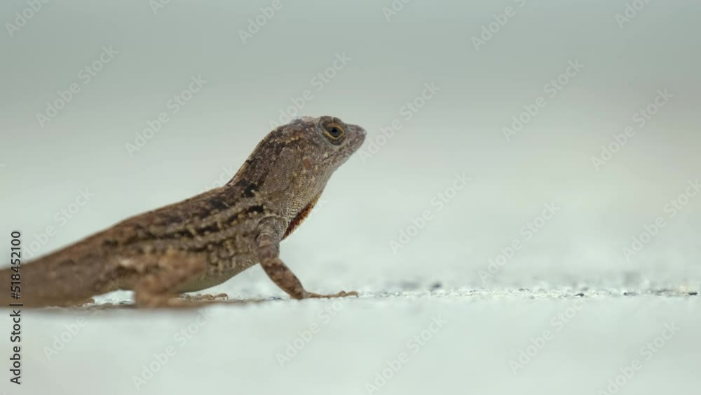 Macro closeup of blown alone lizard warming on summer sun. Anolis sagrei small reptile in native to Florida USA Macro closeup of blown alone lizard warming on summer sun. Anolis sagrei small reptile in native to Florida USA