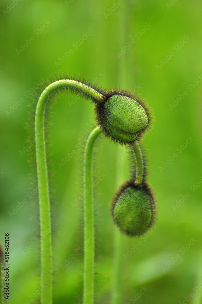 poppy flower buds poppy flower buds