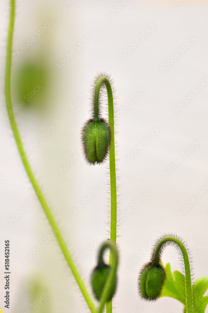 poppy flower buds poppy flower buds