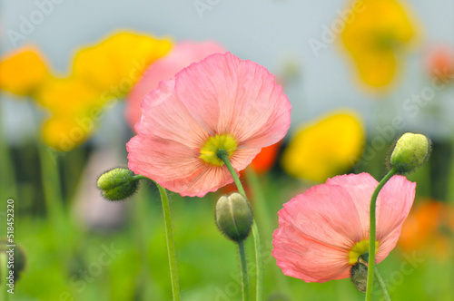 blossoming poppy flowers and buds