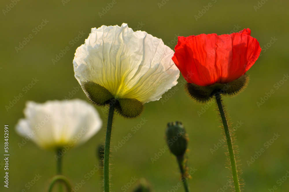 Fototapeta premium blossoming poppy flowers and buds