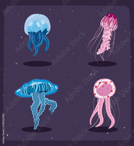 four flat jellyfishes