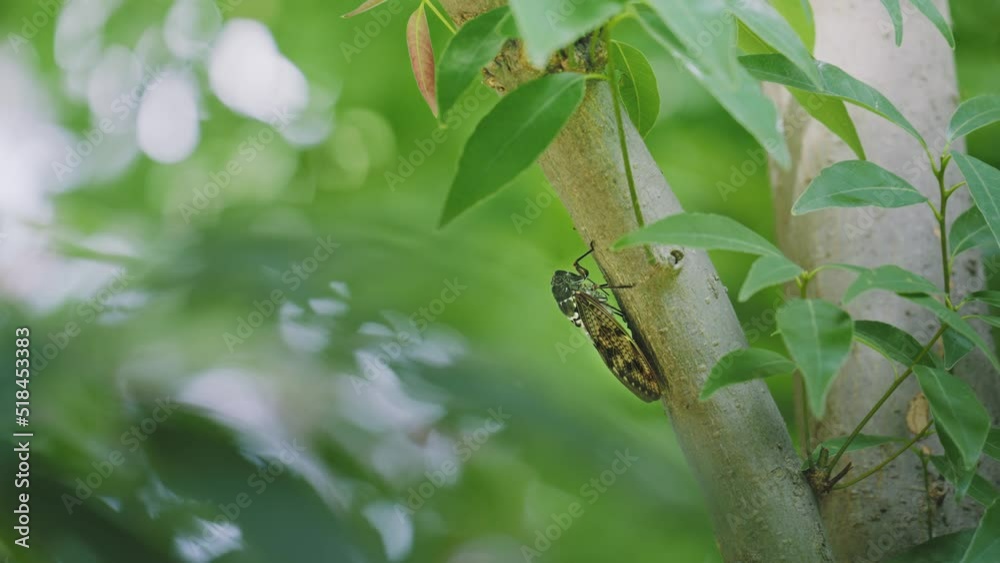 初夏の樹木にとまって鳴くミンミンゼミ 4K UHD 初夏の樹木にとまって鳴くミンミンゼミ 4K UHD