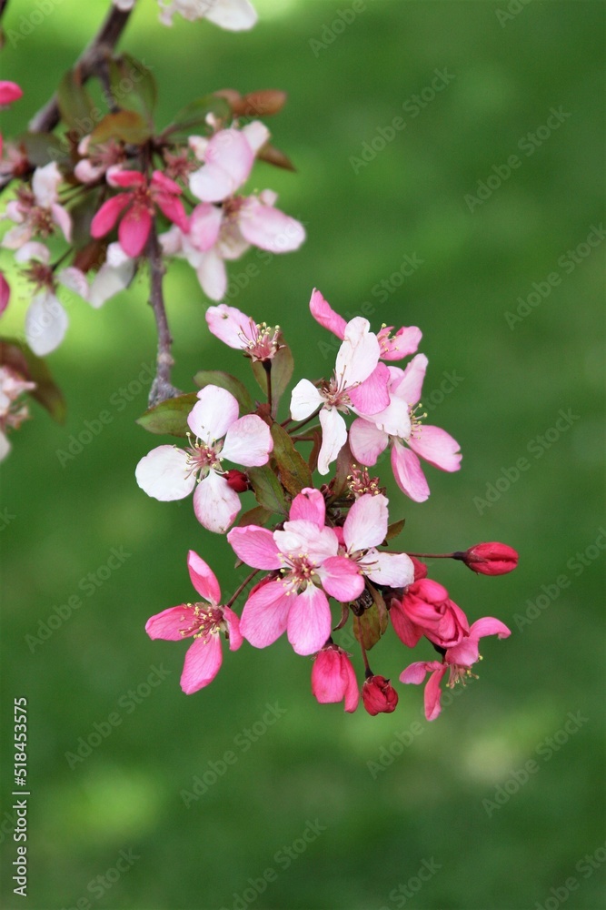 Obraz premium Pink and White Cherry Blossoms