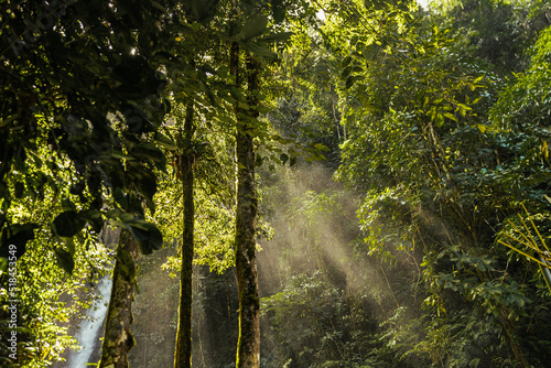 Lush Rainforest Landscape  photo