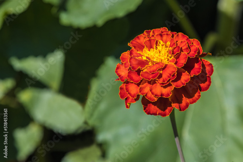 Red velvet flower close-up in the sun. Marigolds flower.