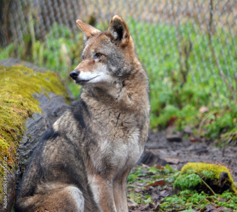 endangered red wolf in a zoo