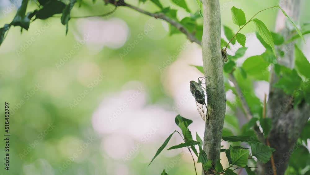 初夏の樹木にとまって鳴くミンミンゼミ 4K UHD 初夏の樹木にとまって鳴くミンミンゼミ 4K UHD