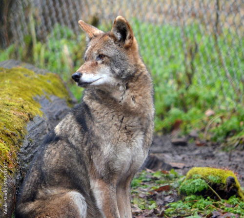 endangered red wolf in a zoo
