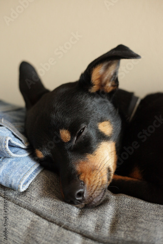 Miniature Pinscher Resting on couch photo