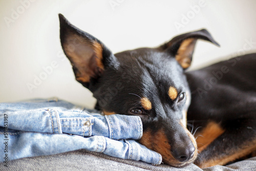 Miniature Pinscher Resting on couch photo