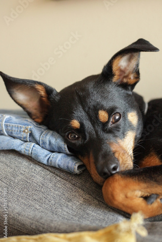 Miniature Pinscher Resting on couch photo