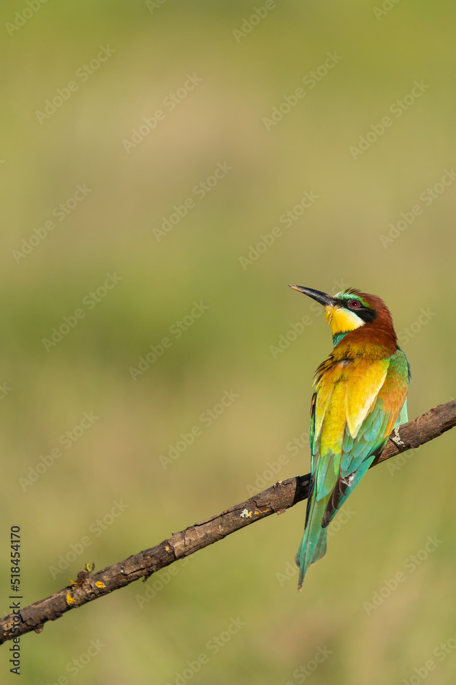 Bee-Eater Resting On A Branch Bee-Eater Resting On A Branch