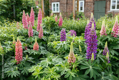 Flowering garden lupin