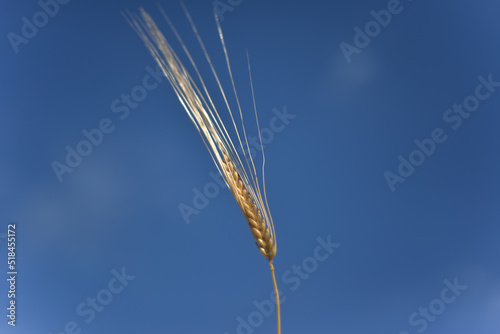 ear of rye and blue sky photo