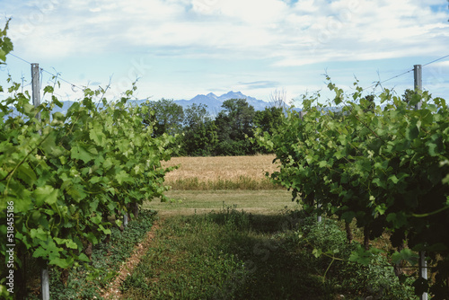 A vineyard in sunny day and a mountain view photo