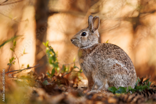 Φωτογραφία Eastern cottontail