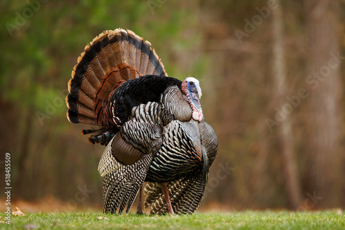Wild Turkey