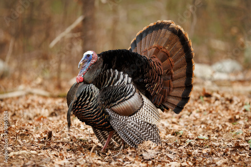 Wild Turkey