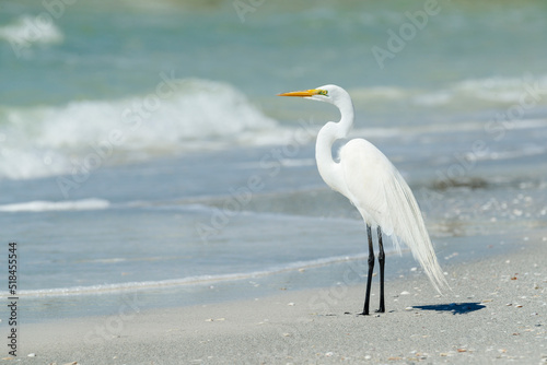 Great Egret photo