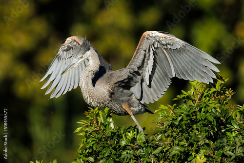 Great Blue Heron photo