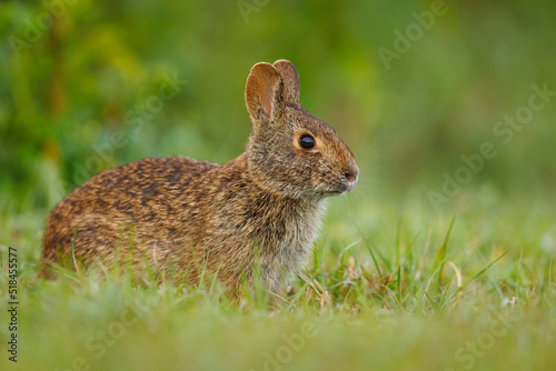 Marsh Rabbit photo